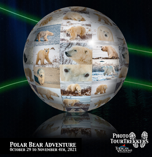 PolarBearsB2021Tour.jpg